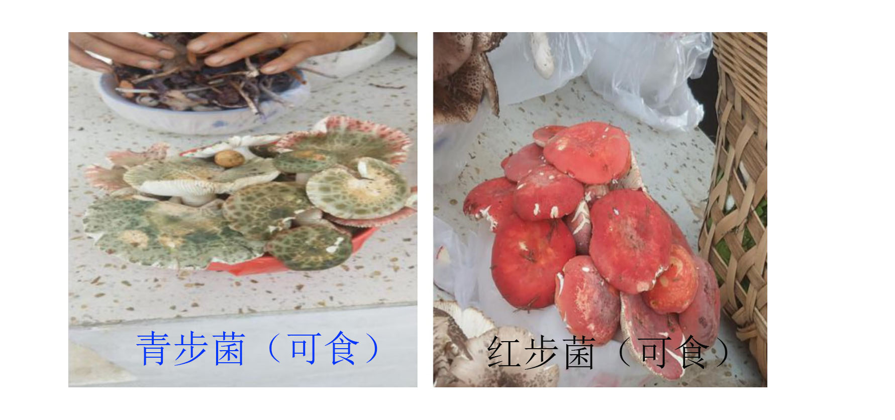 云南可食野生菌品种大全图片,海南常见的几种可食野生菌