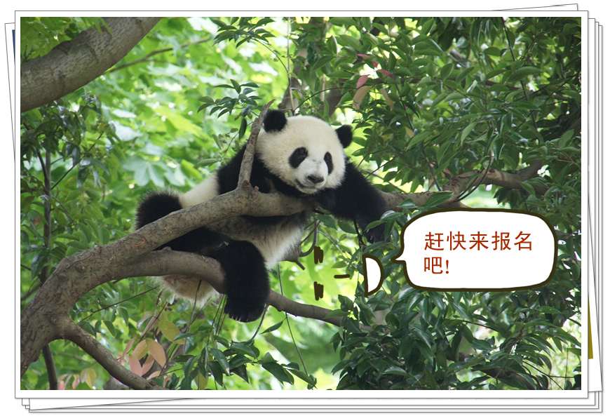 正在招募！滚滚喊你来当奶爸奶妈啦