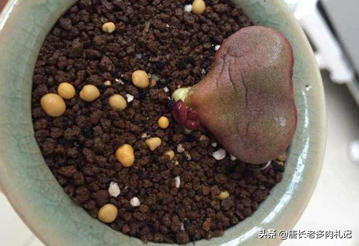 圆盆可爱玫瑰多肉,多肉小汤圆怎么繁殖下一代