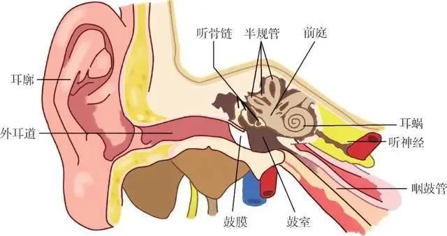 头晕耳鸣伴有听力下降用什么药,头晕耳鸣引起的耳聋怎么办