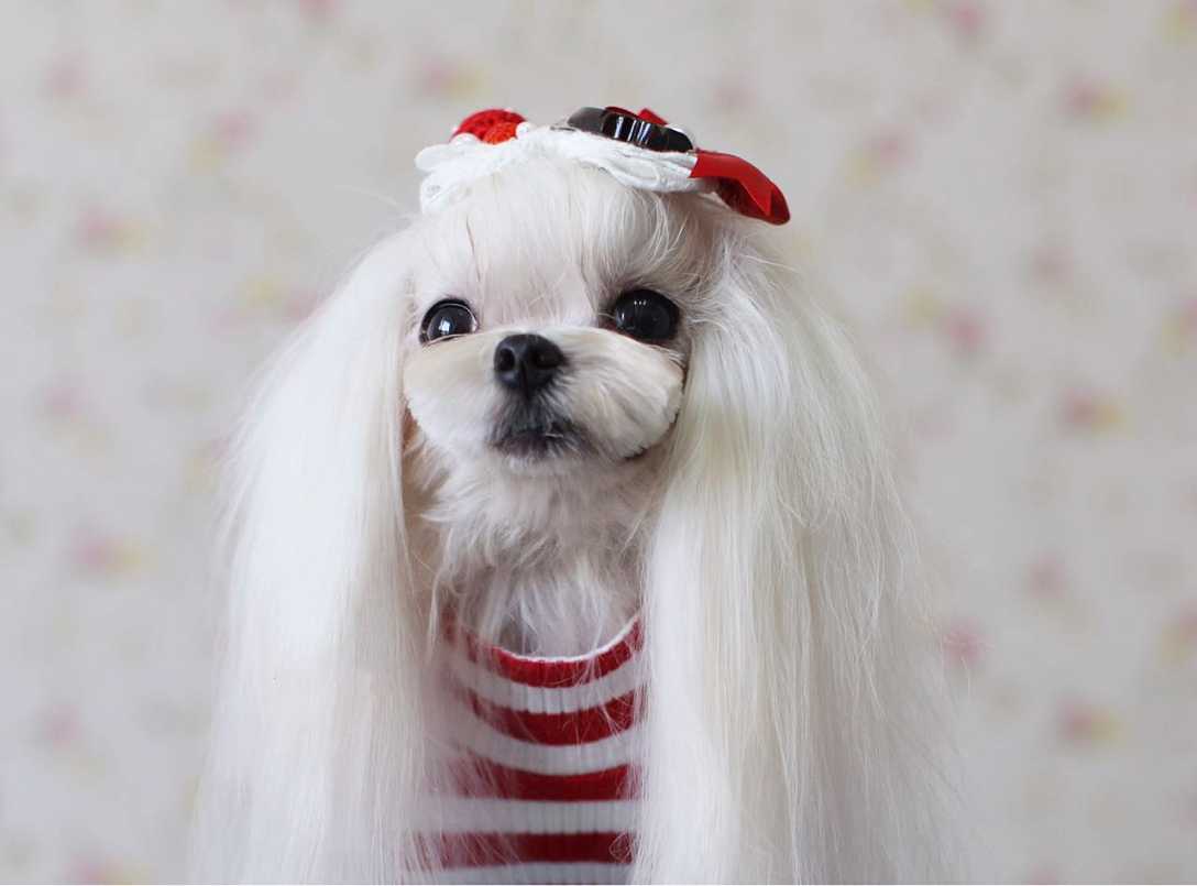 什么宠物小狗好养又干净又聪明,盘点9种可爱又容易养小狗