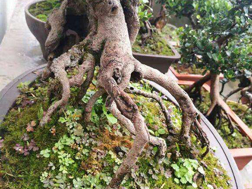 蚊母盆景几月修剪,三峡蚊母盆景修剪图解