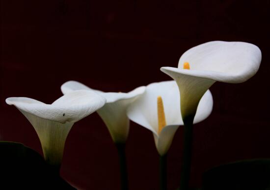 有关马蹄莲的代表含义,马蹄莲的花语与寓意是什么意思