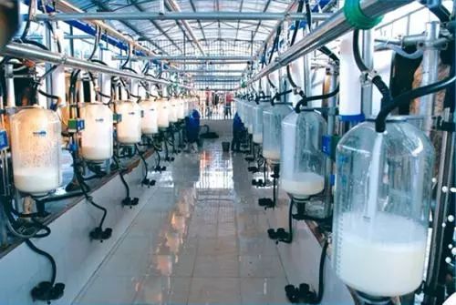 我们品尝不同的食物,澳洲的牛奶到底多好喝