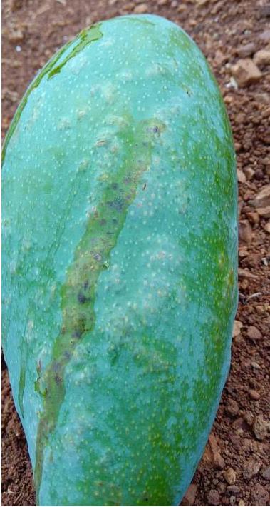 芒果果子流胶怎么办,芒果起泡胶