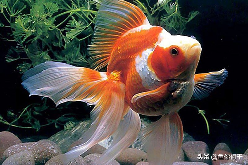 冬季硝化菌,冬季硝化细菌能存活吗