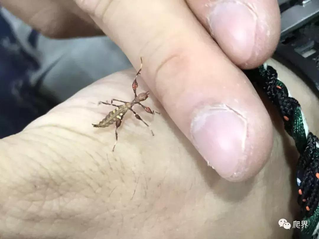 伦敦的爬宠店,隐藏在小区深处的店铺