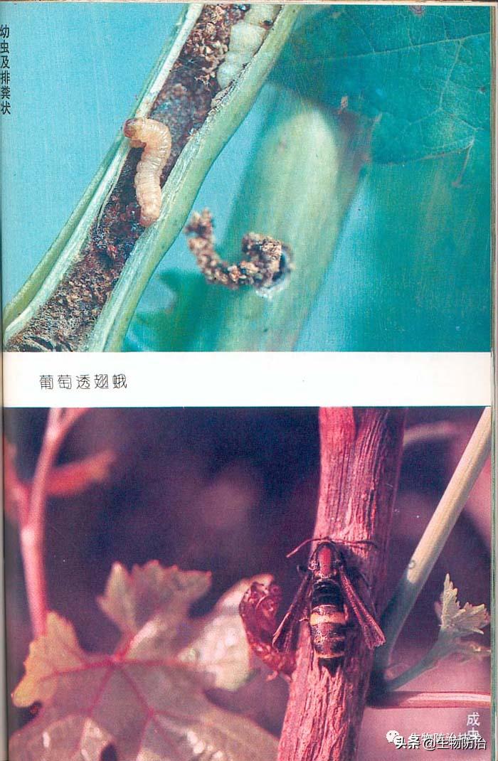 蛀干害虫是钻蛀害虫吗,果树枝干钻蛀害虫图片