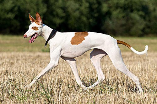 猎犬选什么犬好,狗狗猎犬有哪几种