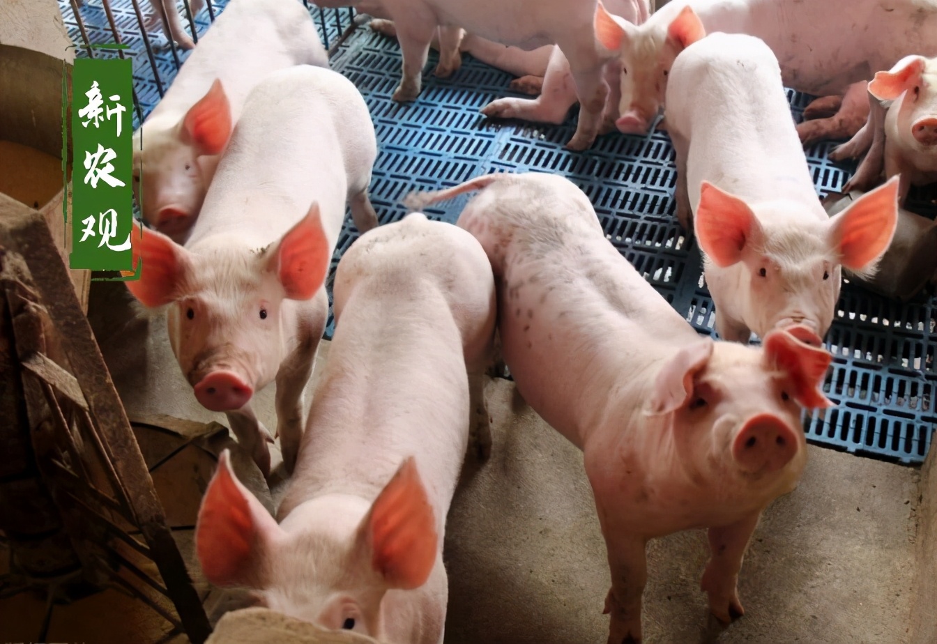 最新未来猪价走势分析,近三年猪价走势对比分析