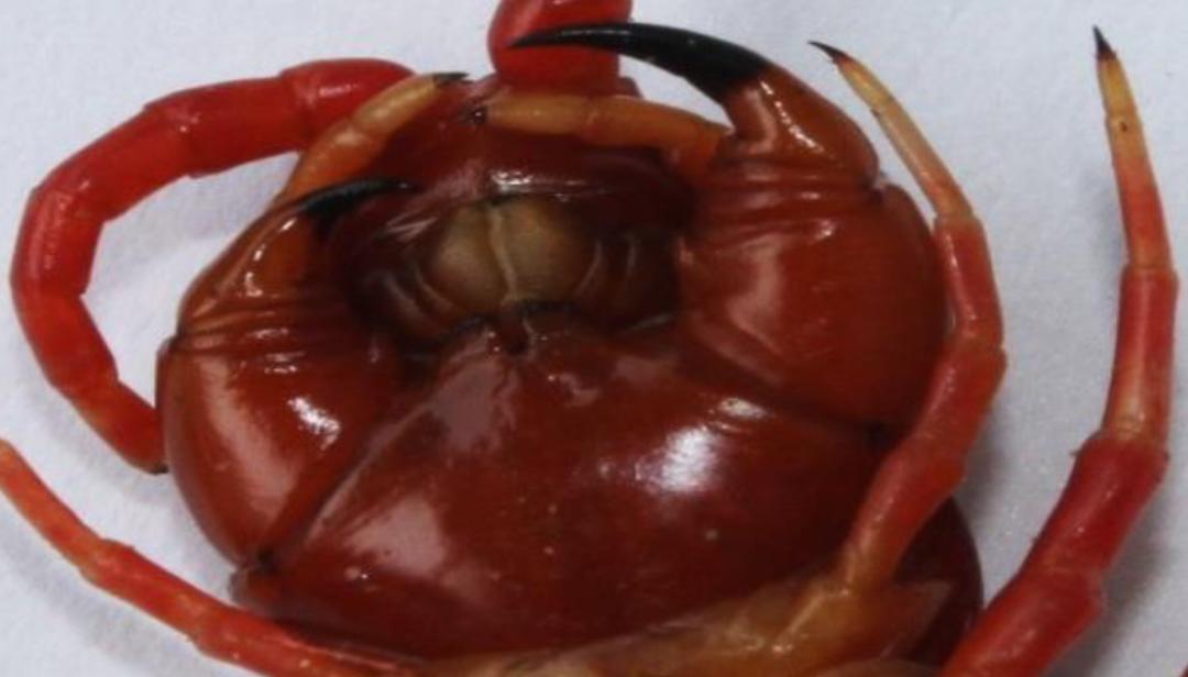 在南方大蜈蚣面前，南方大蟑螂简直不堪一提