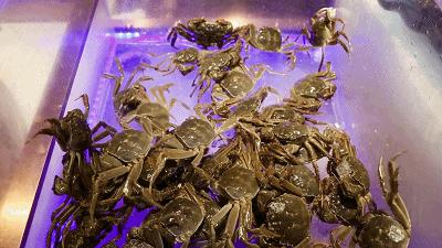 太强了！平价海鲜自助战斗机，0.63元/一道菜