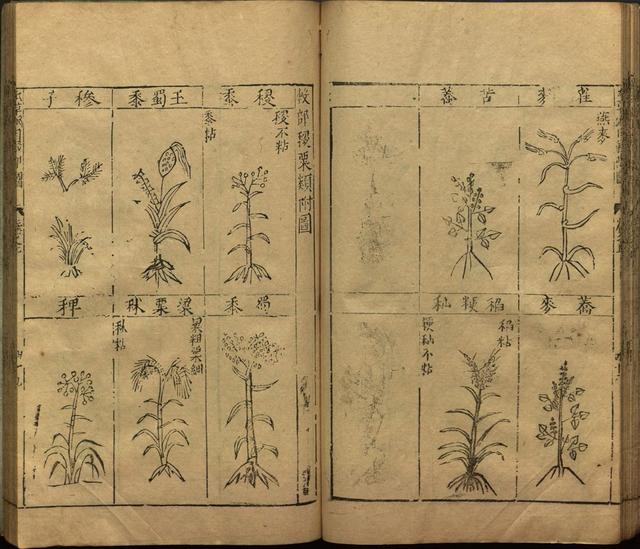 本草纲目中插图是李时珍画的吗,本草纲目李时珍插图