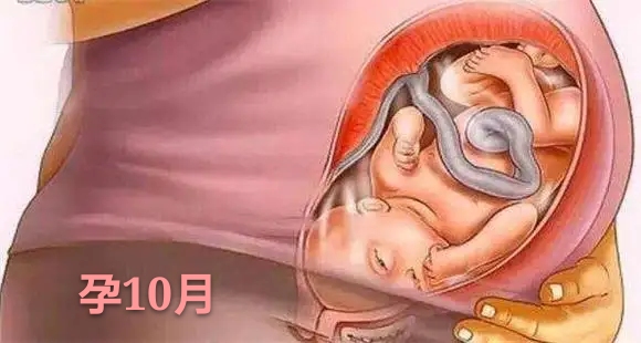 胎儿发育不全或停止发育的原因,胎儿是头先发育还是身体先发育