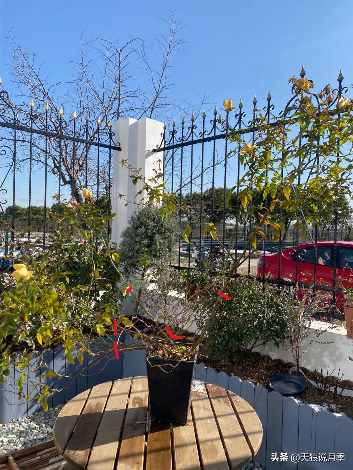 天狼说月季不长根,天狼说月季老苗修剪