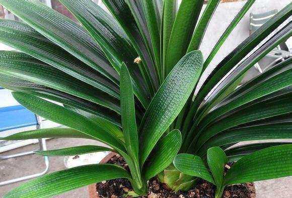 君子兰母子分离8盆,君子兰爆崽要分盆吗