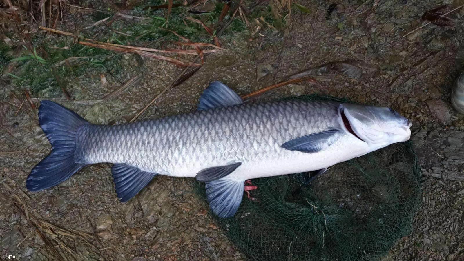 青鱼草鱼鲢鱼鳙鱼被称为四大家鱼,草鱼青鱼鲫鱼三种鱼外表怎么区分