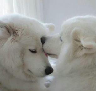 狗狗吃盐掉毛怎么补救,吃盐的狗狗