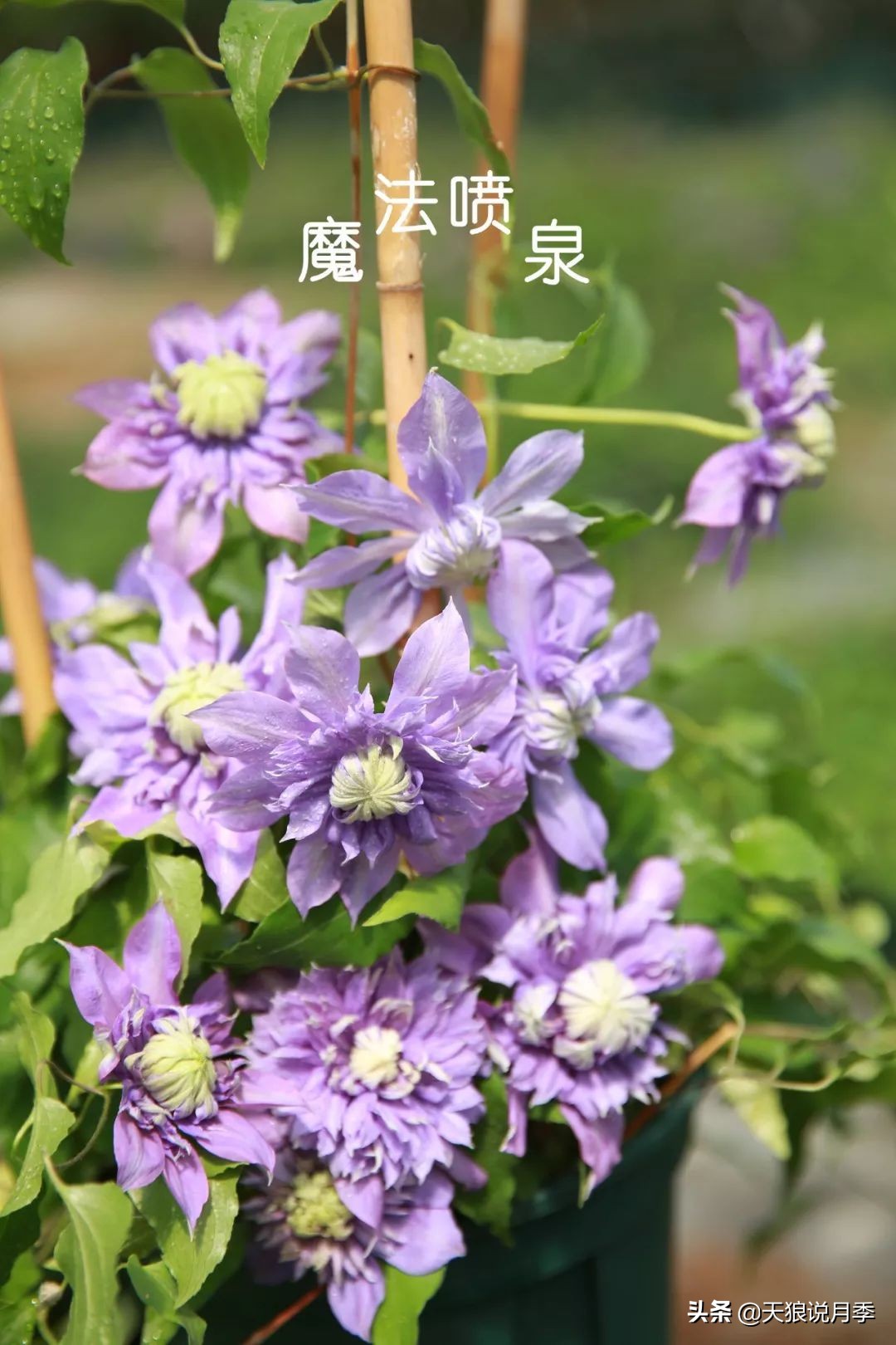 10元3棵铁线莲苗多色,铁线莲苗圃视频