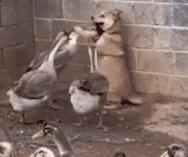 幽门螺旋杆菌胃病吃什么可根除,幽门螺旋杆菌阳性中医怎么调养