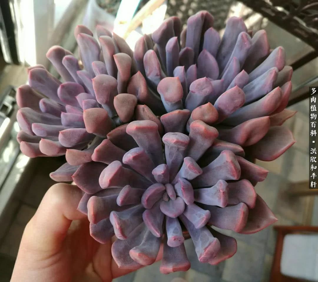 多肉的四季轮回,四季轮回多肉