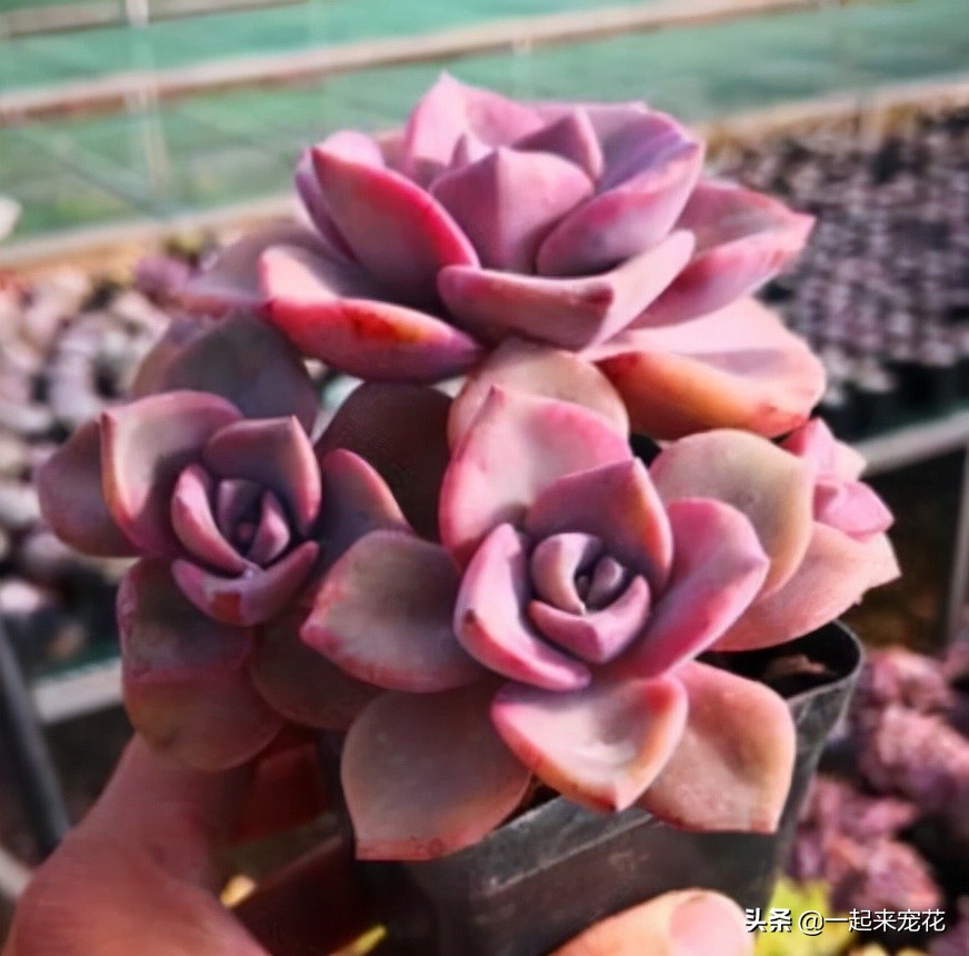 彩虹糖多肉容易爆头吗 (怎么养彩虹糖才能爆盆)