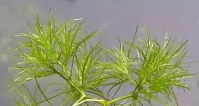 田间杂草认不清来看高清大图,常见田间杂草图片