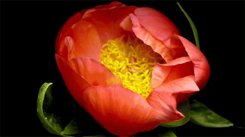 郭进拴神游索溪峪,郭进拴全部视频