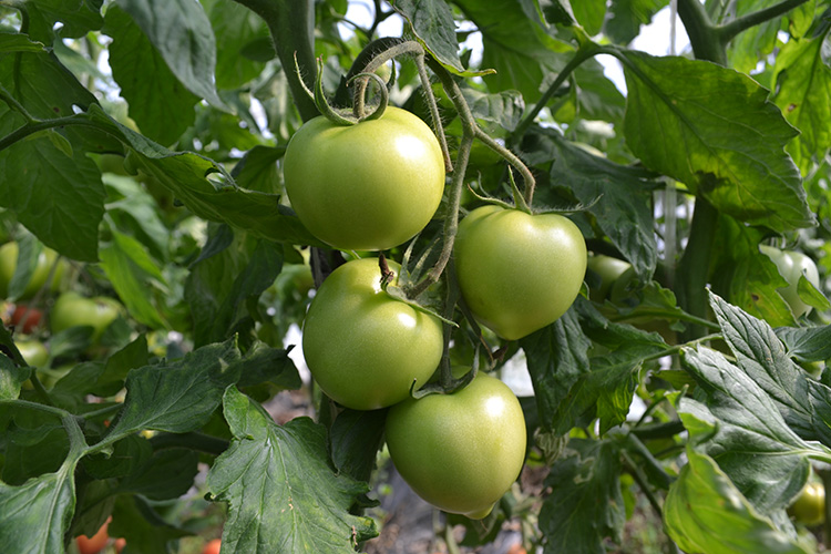 什么蔬菜和什么蔬菜一起吃会有毒,最伤肾的四种蔬菜黄秋葵有毒吗