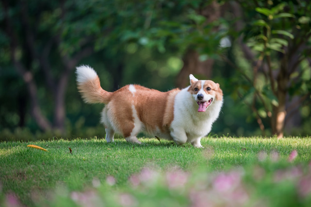 养宠经验狗狗受伤怎么处理伤口,养狗狗怎么解决掉毛