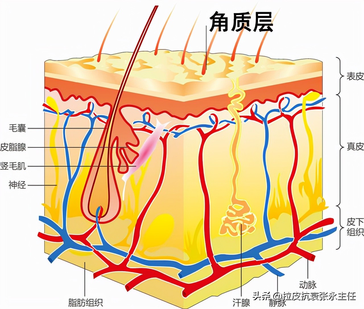 眼睑下垂什么原因造成的,眼皮松弛下垂是什么原因造成的