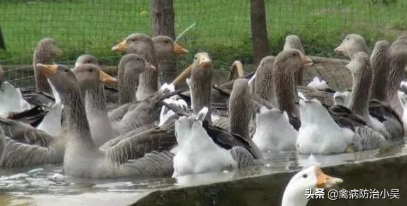 养鹅怎么养最快最有效方法,冬天养鹅的最佳方法