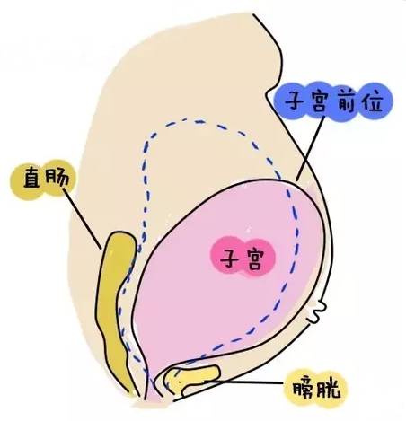 不显怀肚子小,不显怀但是肚子大