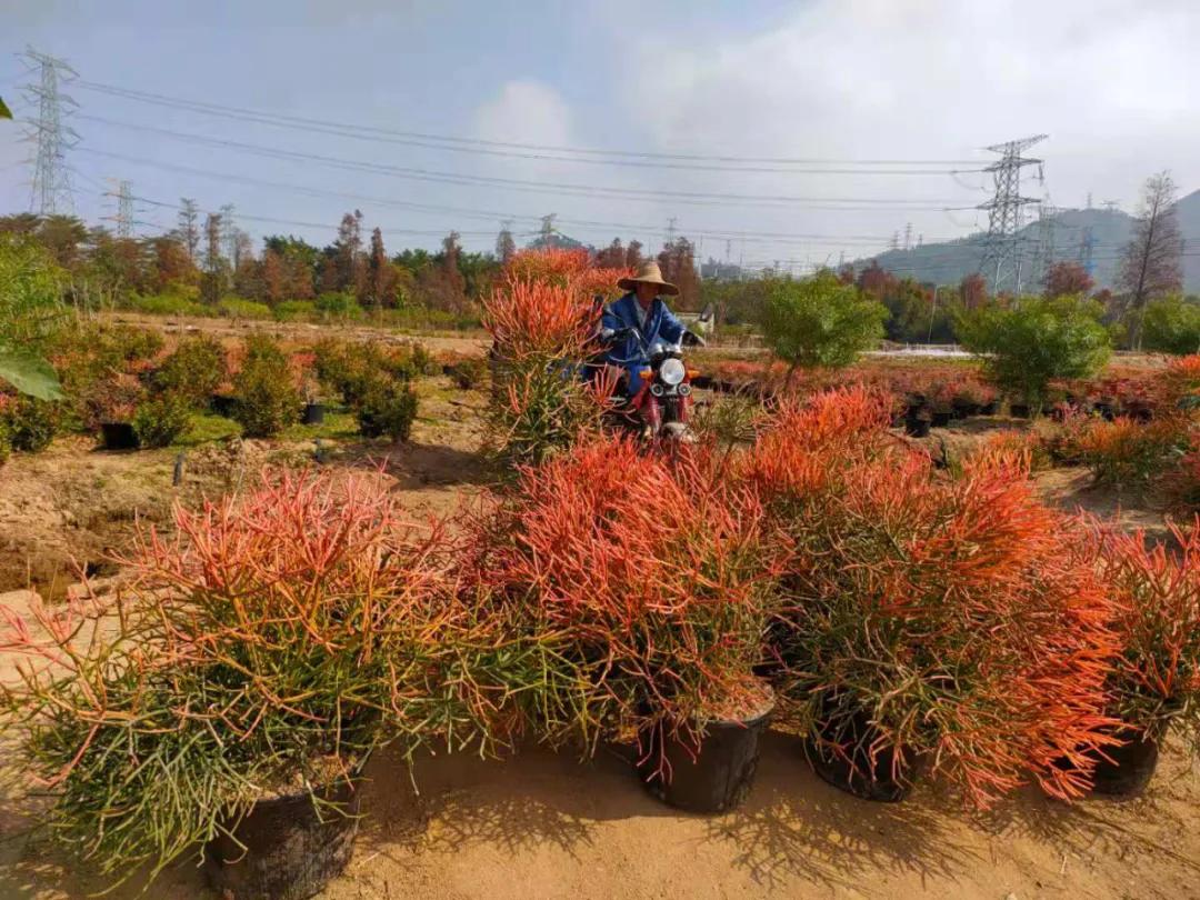 花园庭院设计花卉园艺,花园搭配的草类植物