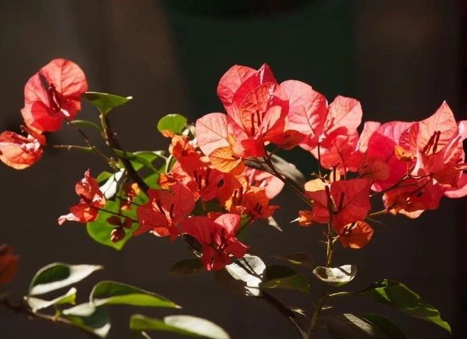 花突然蔫了?你家装修污染可能出问题了!