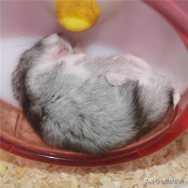 仓鼠里面什么鼠不需要笼养,仓鼠太多如何合笼饲养呢