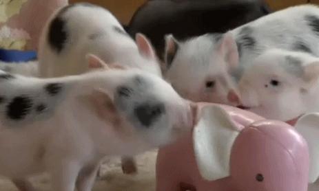 潍坊金宝乐园一日游价格,潍坊金宝乐园旅游攻略