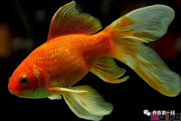 金鱼的种类图片和名字观赏,金鱼的品种分别有哪些图片