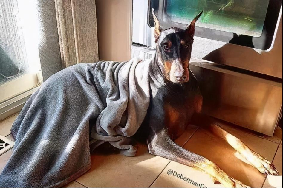 这十种狗狗是真的怕冷,这几种狗超怕冷出门要记得穿衣服