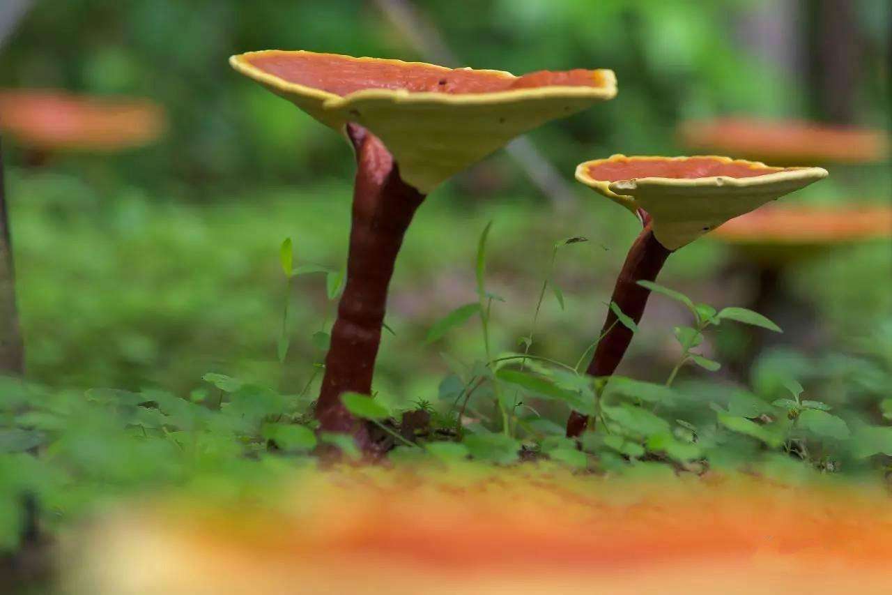 多少灵芝能出一斤孢子粉,灵芝孢子粉野生与种植比较