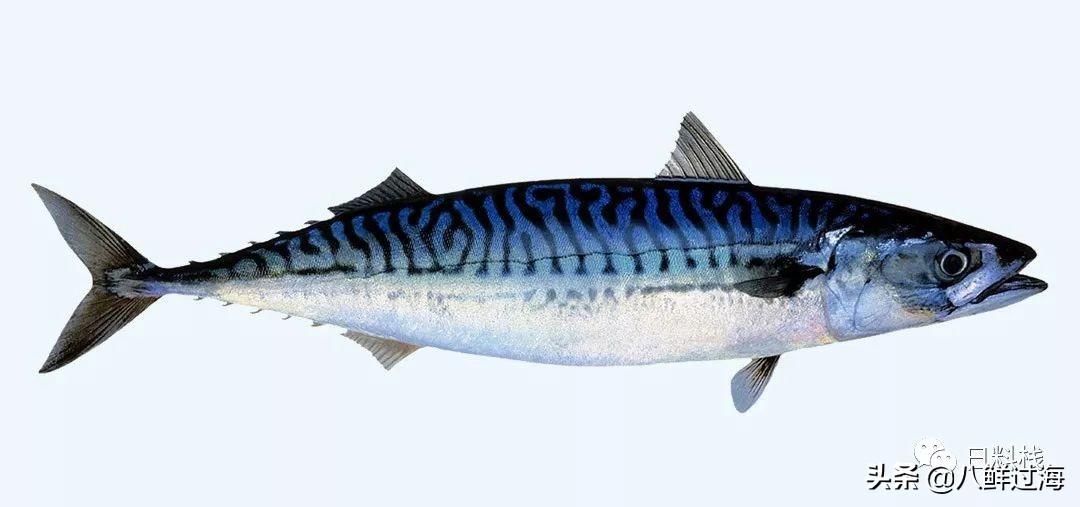 鲭鱼｜虽生犹死的那种境界……