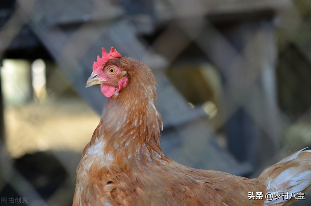 家鸡有好多小虫子是什么,老鼠身上的小虫子怎样彻底消灭掉