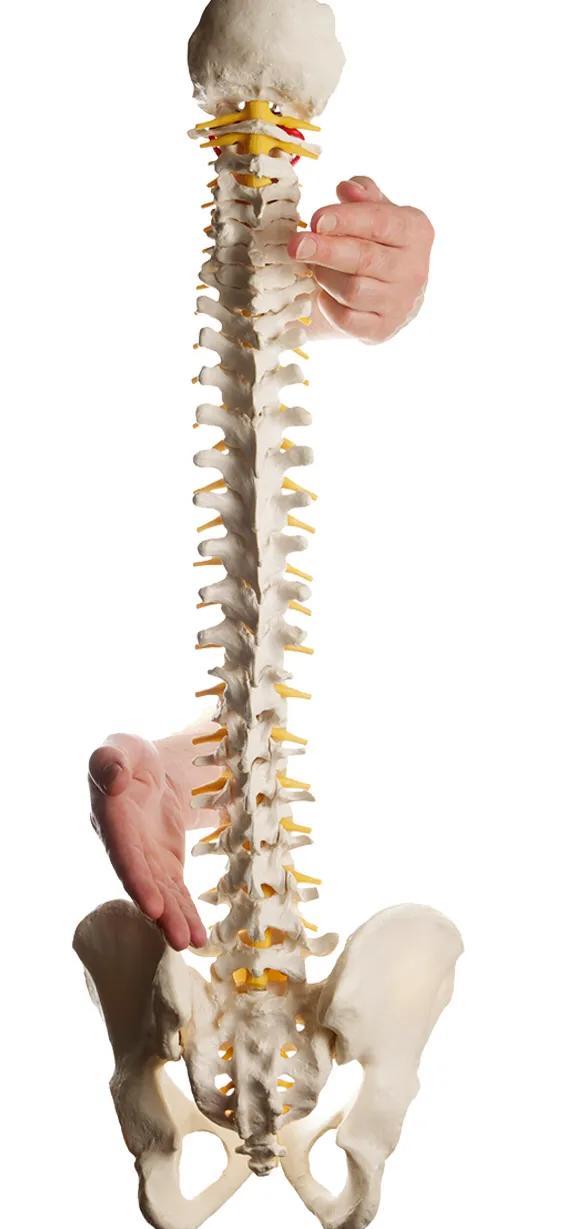 成人骨骼数量是多少,骨骼识别智能分析