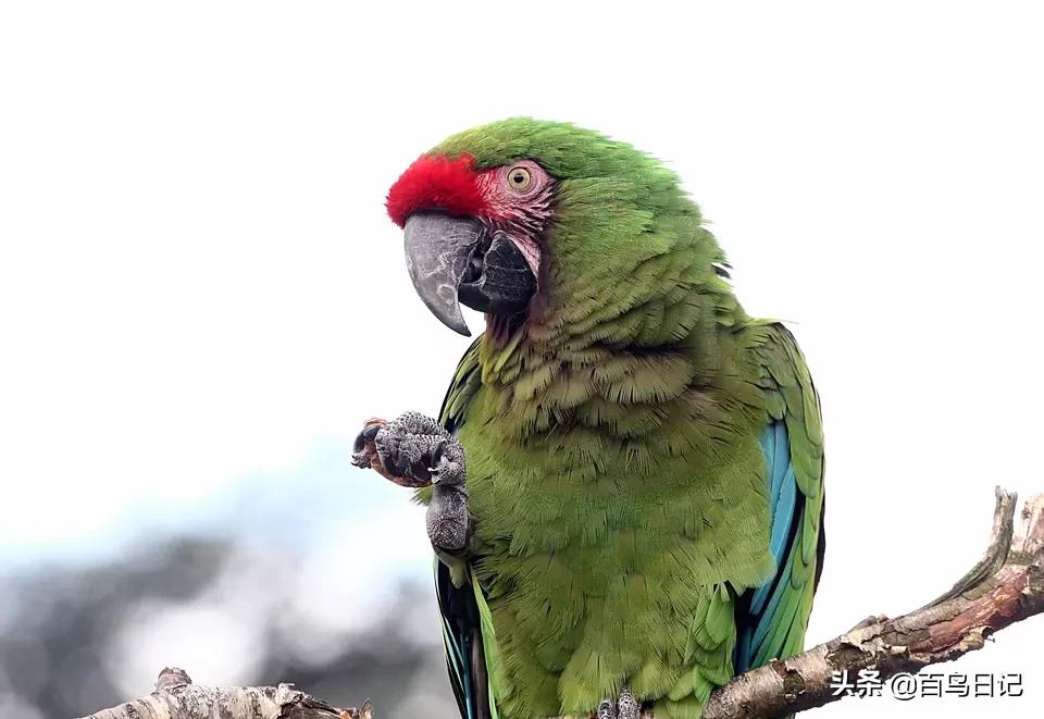 宠物鹦鹉吃什么食物最好,鹦鹉日常饮食怎么喂养最好