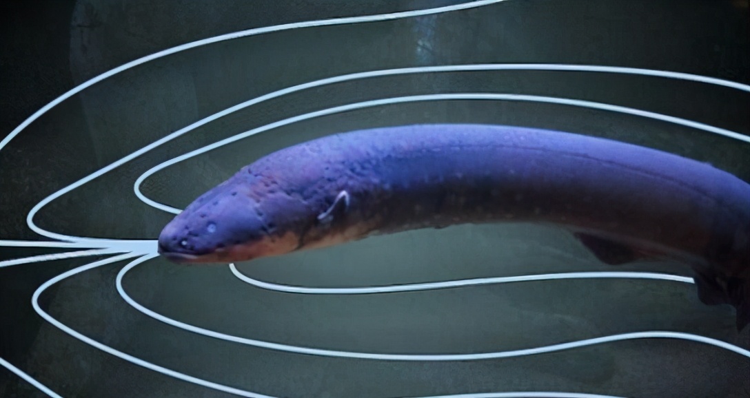 蝇蛆寄生虫会在肠子里吗,寄生虫会寄生在虫卵里吗