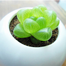 多肉植物樱水晶怎么养,樱水晶多肉冬天怎么养