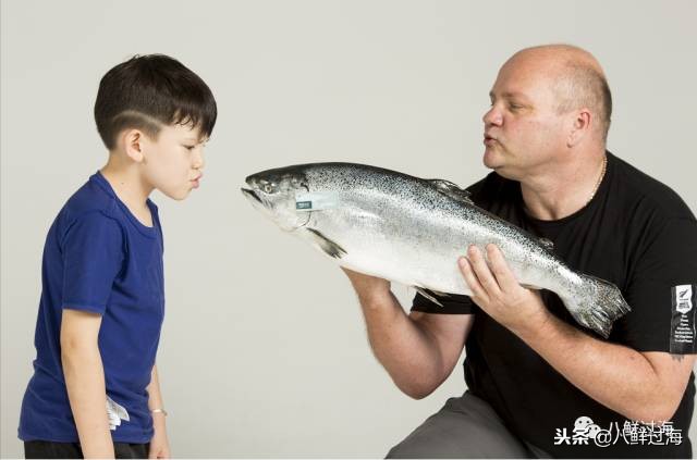 引入活青口贝、鲜帝王鲑,新西兰海产出口商的新生力量!