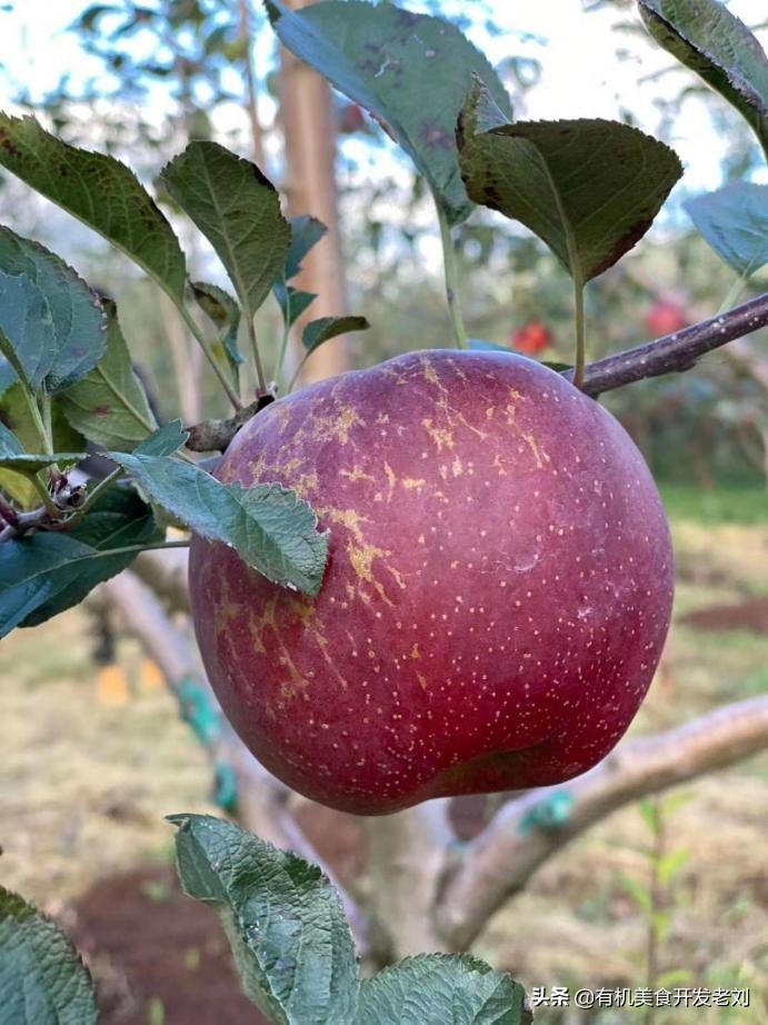 知乎有个小院，种点什么树好哪