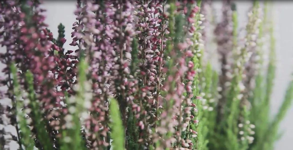 挪威石楠花,挪威国花帚石楠