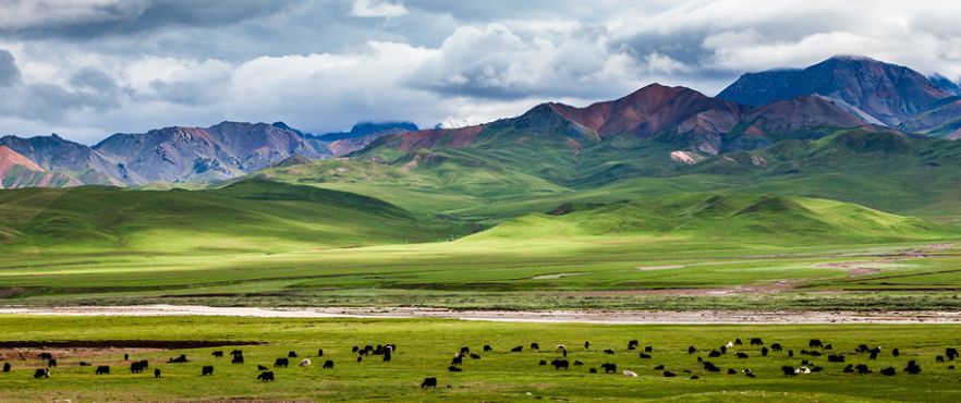 十二生肖牛又简单又可爱,十二生肖牛的介绍